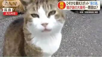 娱乐吃瓜酱70只猫猫