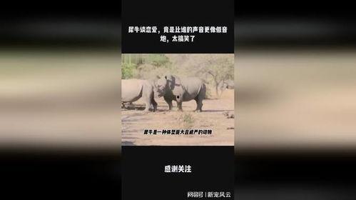 恋爱的犀牛搞笑,一场爆笑的浪漫奇遇